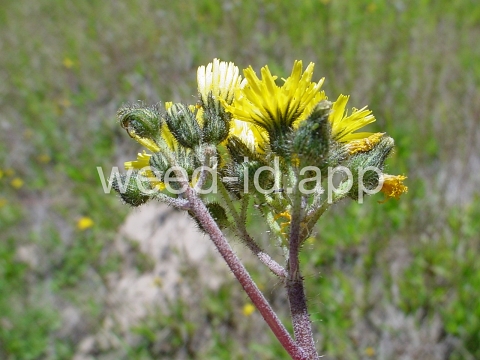 hawkweed, yellow